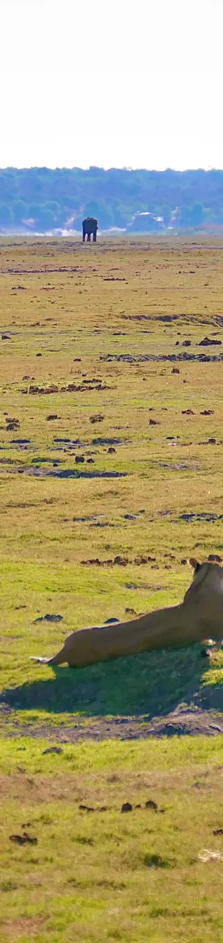 Des lions et en arrière-plan des éléphants à perte de vue